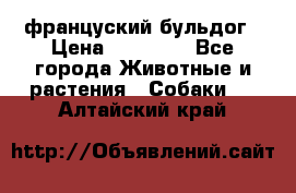 француский бульдог › Цена ­ 40 000 - Все города Животные и растения » Собаки   . Алтайский край